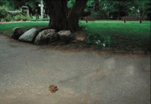 IMG_4136.gif